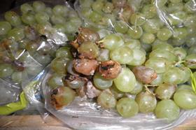 Rotten grapes