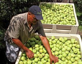 Fruitways pear harvest