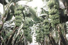 Jamaican bananas suffer at hands of Dennis