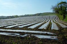 Frost protection was not worked as heavily as normal