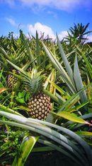 A novel approach to home food production