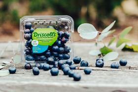 Driscolls Organic In Conversion Blueberries Credit Chloe Smith Photography