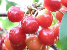 Cherries from Oliver Doubleday