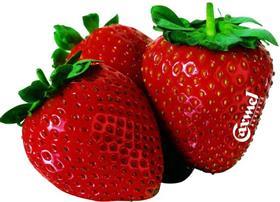 Agrexco strawberries 09