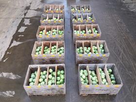 Cabbage storage Lincolnshire 2021