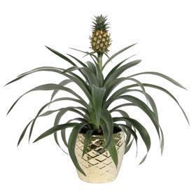 asda pineapple plant