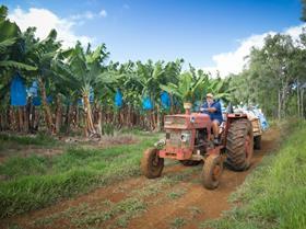 Aus banana farmer