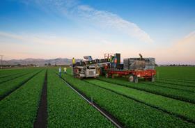 Rijk Zwaan mechanical harvesting