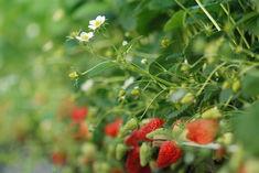 Strawberry supplies take a hit