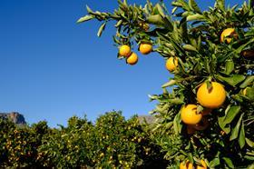 Valencia oranges Cederberg South Africa