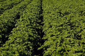 Potato field Scotland