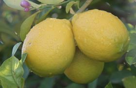 TR Ozler Ziraat lemons