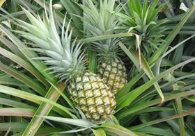 Costa Rica pineapples