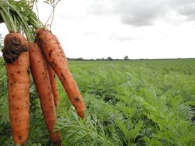 Organic_carrots produce world