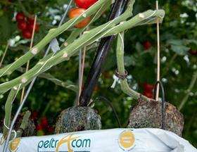 FLIA 2017 Sustainable Grow Bag for Tasty Tomatoes, Greenyard Horticulture Belgium