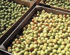 NZ apples forecast return to form