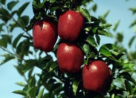 Washington apples