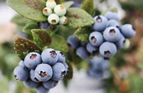 Moroccan blueberries