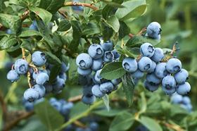 Berries ZA South African blueberries