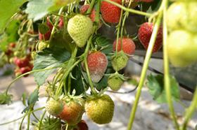 Powdery mildew in strawberry crops