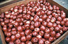 Canadian apple growers hatch new plan