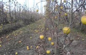 Argentina orchard