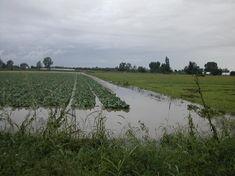 Flooding has wreaked havoc with crops