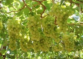 FATA grapes