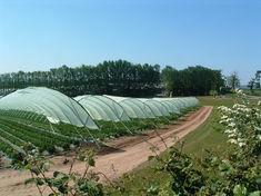 Green film shows polytunnel promise
