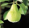 Freshfel revamps Fresh Quality Guide