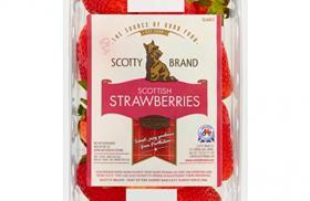 Scotty Brand strawberries