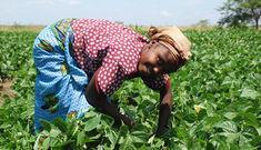 One of Wealmoor's Kenyan agri-workers