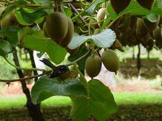 Chile aims for sustainability