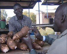 NFU begins Africa cassava project