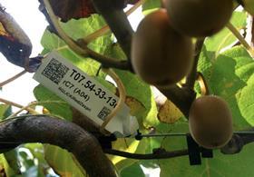 Zespri red trial