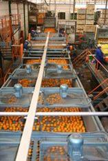 Israeli citrus exports down