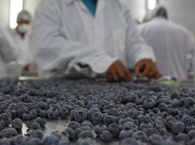 Peru blueberries