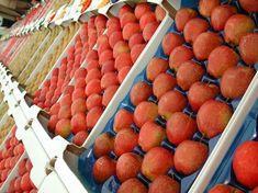 National Fruit Show of confidence