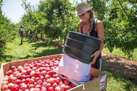 NZ apples