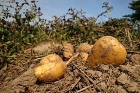 GEN bigStock_Fresh_Potatoes_On_A_Field