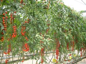 Proexport tomatoes