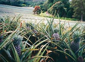 Australia pineapples