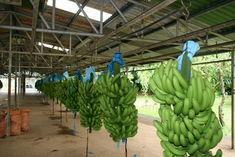 MEPs approve banana deal