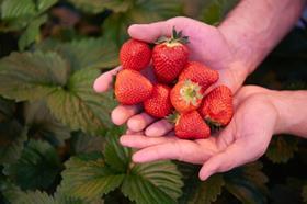 waitrose lusa strawberries