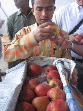 indianapples