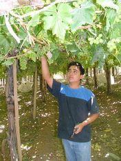 Chilean grape disrupted by strikes