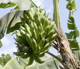 green bananas on tree