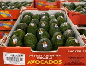 Australian avocado seafreight iload57191___source web