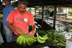 Banana prices climb