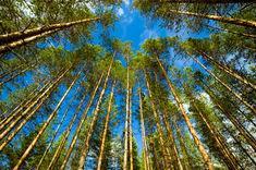 Timber trade praises biomass perceptions